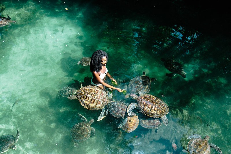 Swimming with sea turtles full day experience